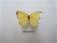 藏品(亮色黃蝶)的圖片